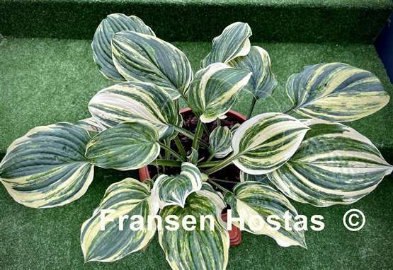 Hosta Brave Attempt